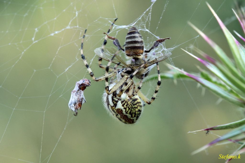 Aculepeira armida con preda! - Padriciano (TS)